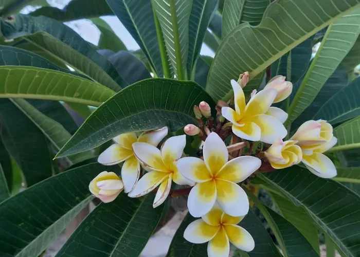 Lux Διαμέρισμα